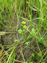 Halerpestes sarmentosa