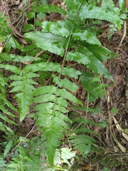 Microlepia marginata bipinnata