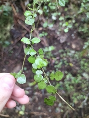 Streblus heterophyllus