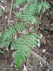 Diplazium taiwanense