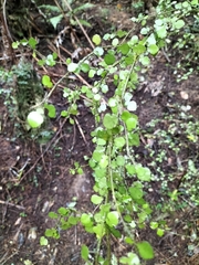 Streblus heterophyllus