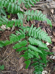 Diplazium taiwanense