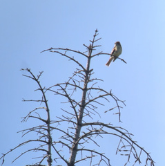 Empidonax flaviventris