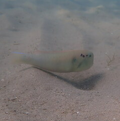 Iniistius pentadactylus