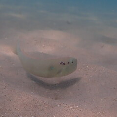 Iniistius pentadactylus