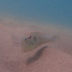 Iniistius pentadactylus