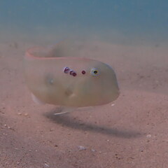 Iniistius pentadactylus