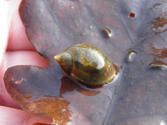 Ampullaceana balthica