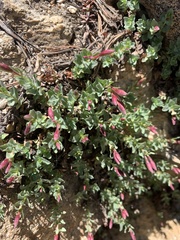 Epilobium obcordatum