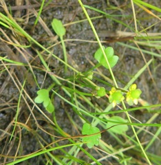 Halerpestes sarmentosa