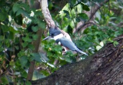 Megaceryle alcyon