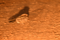 Caprimulgus asiaticus
