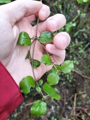 Coprosma rotundifolia