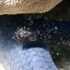 Emydocephalus annulatus