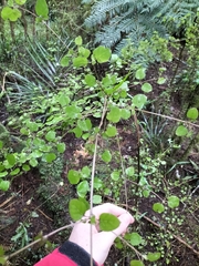 Coprosma rotundifolia