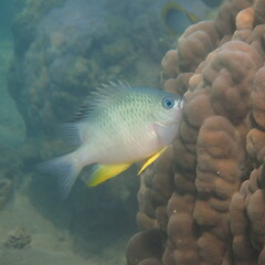 Amblyglyphidodon orbicularis