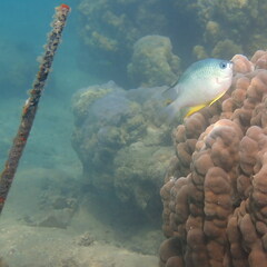 Amblyglyphidodon orbicularis