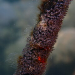 Amblyglyphidodon orbicularis