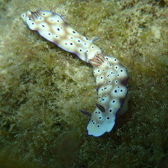 Hypselodoris tryoni