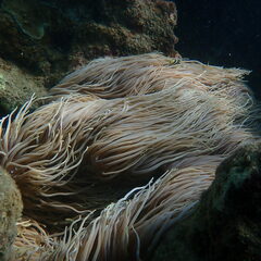 Heteractis crispa