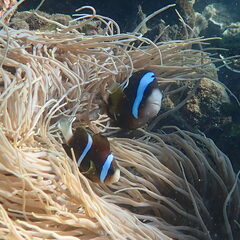 Amphiprion akindynos