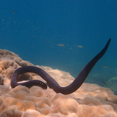 Emydocephalus annulatus