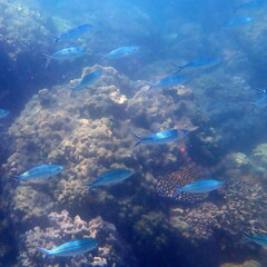 Caesio caerulaurea