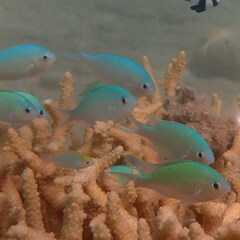 Chromis viridis