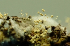 Aspergillus ochraceus