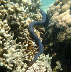 Emydocephalus annulatus