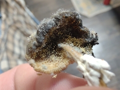 Aspergillus ochraceus