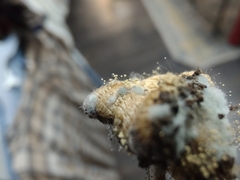 Aspergillus ochraceus