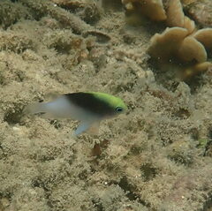 Chrysiptera rollandi