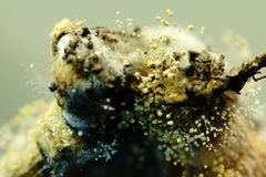 Aspergillus ochraceus