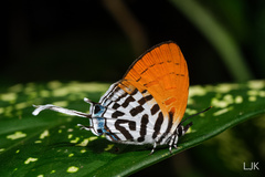 Drupadia ravindra