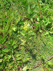 Rhinanthus serotinus aestivalis