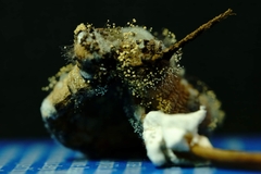 Aspergillus ochraceus
