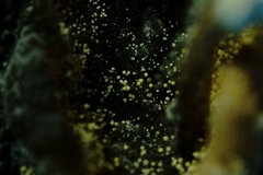 Aspergillus ochraceus