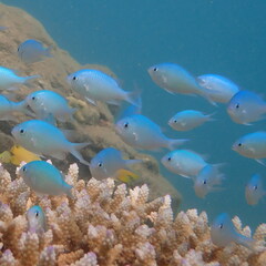Chromis viridis