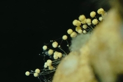 Aspergillus ochraceus
