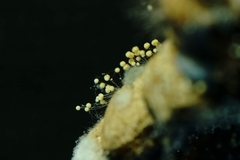 Aspergillus ochraceus