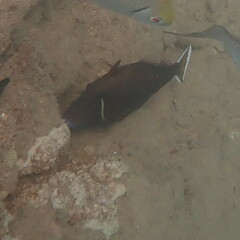 Sufflamen chrysopterum