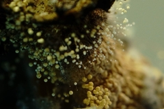 Aspergillus ochraceus