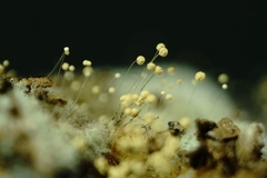 Aspergillus ochraceus