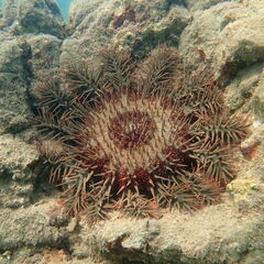 Acanthaster