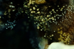 Aspergillus ochraceus