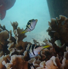 Canthigaster valentini