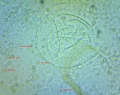 Aspergillus ochraceus