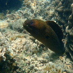 Gymnothorax javanicus
