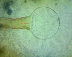 Aspergillus ochraceus